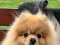 pomeranian boo