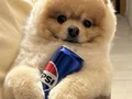pomeranian boo