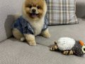 pomeranian boo