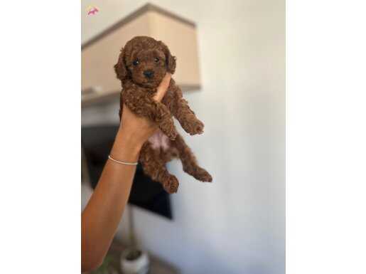 Küçük ırk red brown renk orijinal toy poodle