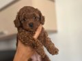Küçük ırk red brown renk orijinal toy poodle