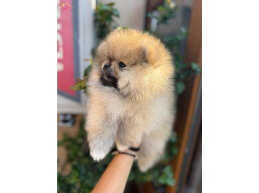 Pomeranian boo