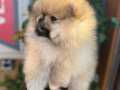 Pomeranian boo