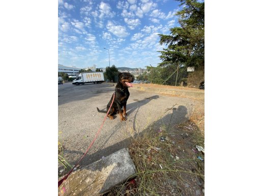 Erkek 3 yaşında Rotweiler 