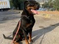Erkek 3 yaşında Rotweiler 