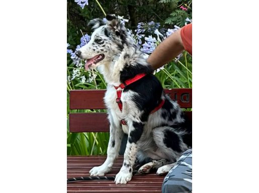 5 aylık border collie merle rengi siyah beyaz