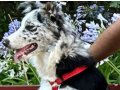 5 aylık border collie merle rengi siyah beyaz