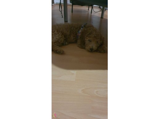 Sevimli Poodle 3 Aylik  ismi pody bebek sevgiyle sizi bekler