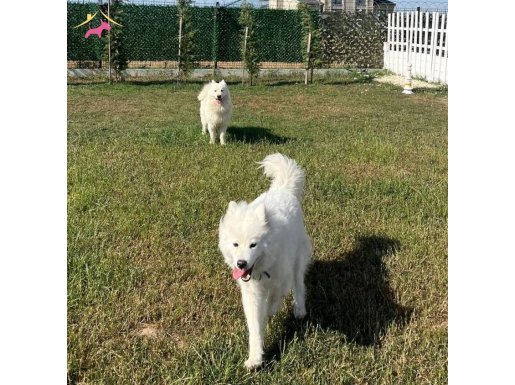 Minik Samoyed Yavrularımız