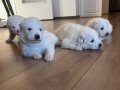 Minik Samoyed Yavrularımız
