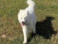 Minik Samoyed Yavrularımız