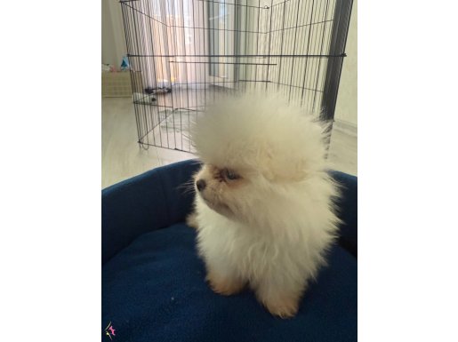Sevimli 2 aylık pomeranian boo yavrusu