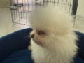 Sevimli 2 aylık pomeranian boo yavrusu