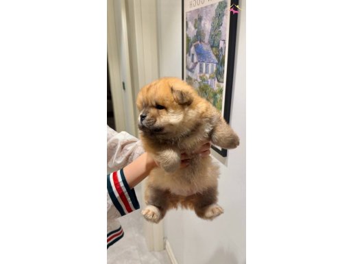 Sevimli Yavru Chow Chow Sevgi Dolu Yuvasını Arıyor
