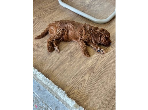Poodle oğlumu satıyorum!
