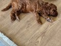 Poodle oğlumu satıyorum!
