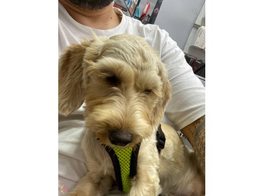 4Aylık Yavru Poodle