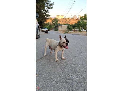 Dişi French Buldog