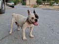 Dişi French Buldog