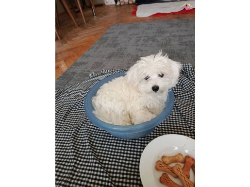 Maltese terrier yavrularım