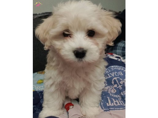 Maltese terrier yavrum 3 aylık