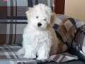 Maltese terrier erkek yavrusu