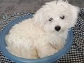 Maltese terrier yavrularım