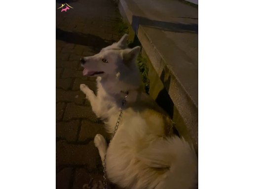 mavi gözlü beyaz husky