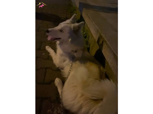 mavi gözlü beyaz husky