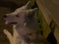 mavi gözlü beyaz husky
