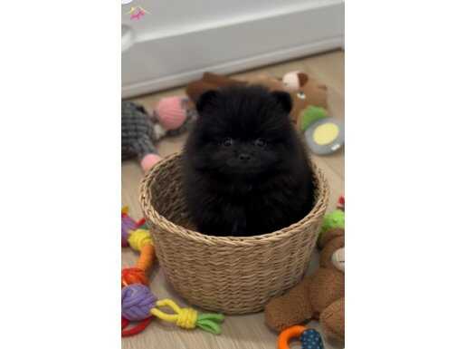 Safkan pomeryan bebegımız UYGUN