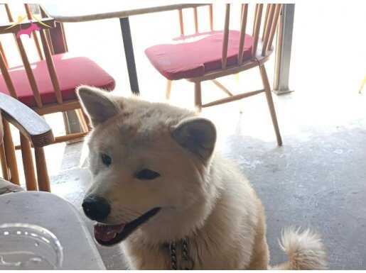 JAPON ERKEK AKİTA