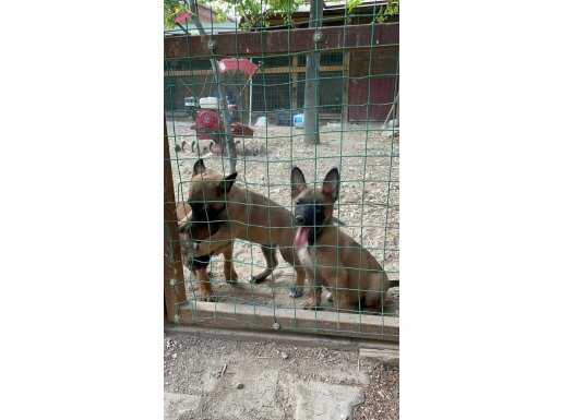 2 aylık safkan belcika malinois yavruları a kalite belcika a