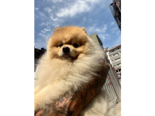 Pomeranian boo-pasaport ve eğitimli
