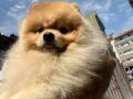 Pomeranian boo-pasaport ve eğitimli