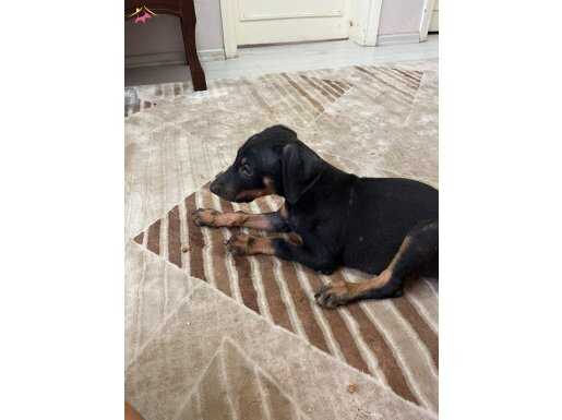 Doberman Yavruları