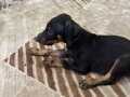 Doberman Yavruları