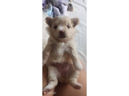 Yavrular sevimli ve şeker