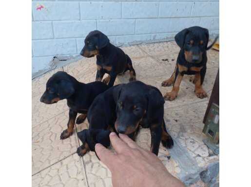 SAFKAN DOBERMAN YAVRULARI 