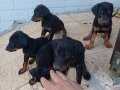 SAFKAN DOBERMAN YAVRULARI 