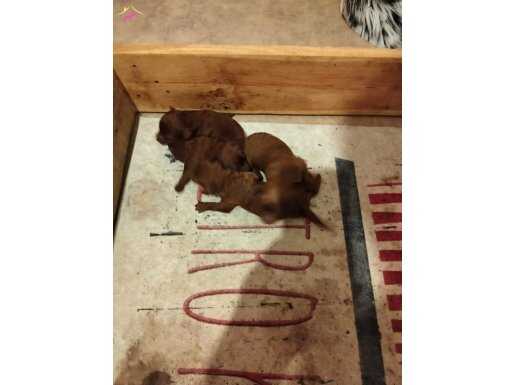 Orj poodle baba 4kg anne 3.2