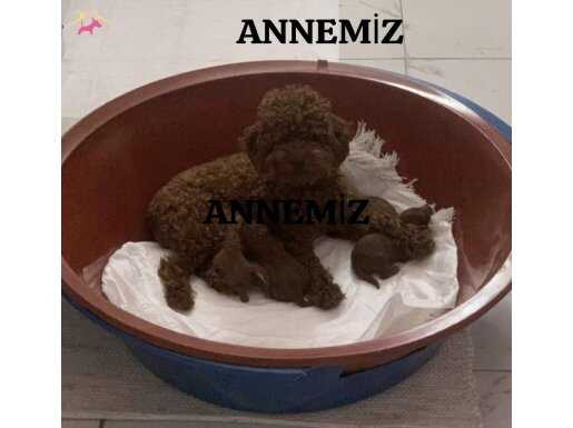 Rezerveye Açık Kaliteli  Safkan Yavrular 