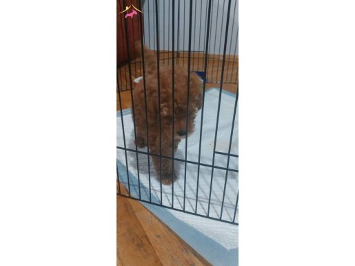 Ev ortamında 2 aylık dişi poodle