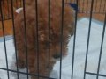 Ev ortamında 2 aylık dişi poodle