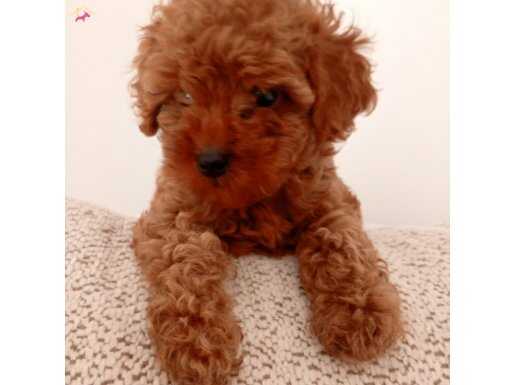 Poodle toy 2 Aylık