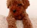 Poodle toy 2 Aylık