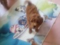 58 günlük yavrular baba Kore poodle 