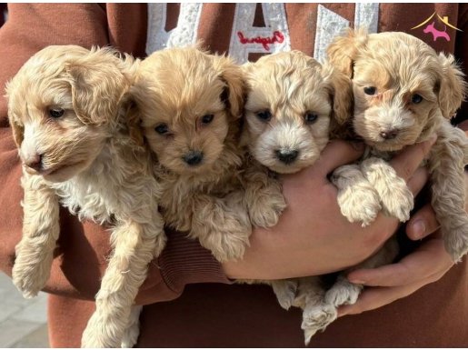 Antalya Muratpaşa'da Sosyal Kelebek Safkan Maltipoo Yavruları