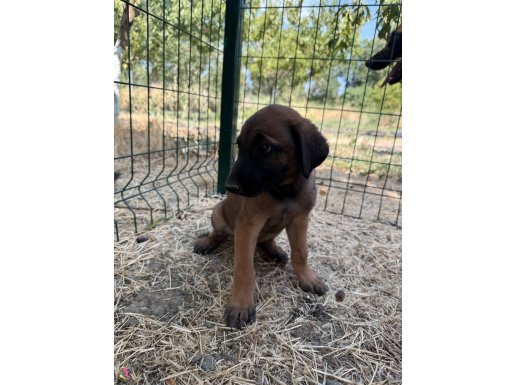 60 günlük Malinoisler