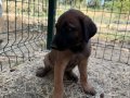 60 günlük Malinoisler